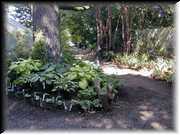 Hosta Garden 5