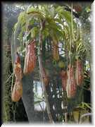 Nepenthes