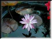 Night Blooming Water Lily