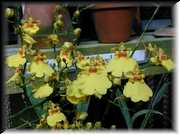 Oncidium 2