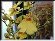 Oncidium