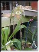 Phragmepedium Longifolium X Perceii