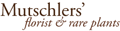 mutschlers.com